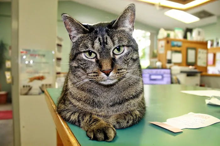 Barta Animal Hospital Picture 9