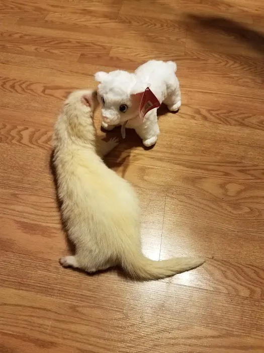 Independence Animal Hospital Picture 2