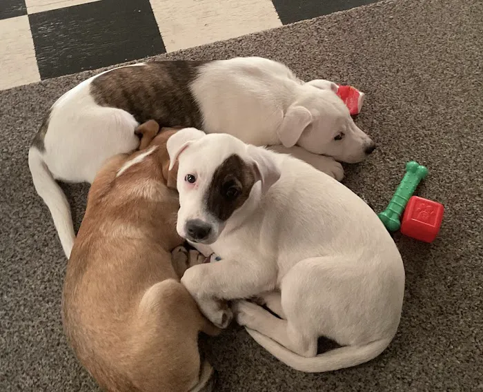 Independence Animal Hospital Picture 3