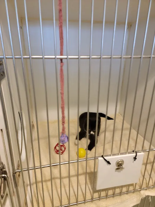 Independence Animal Hospital Picture 10