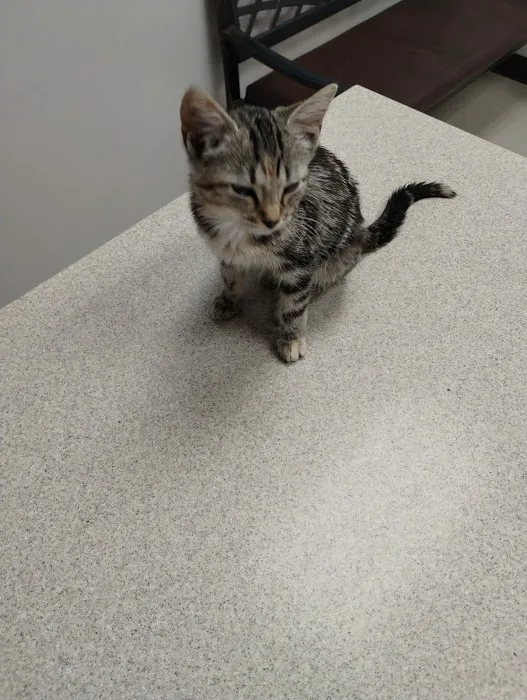 Animal Clinic of S.E. Kansas Picture 6
