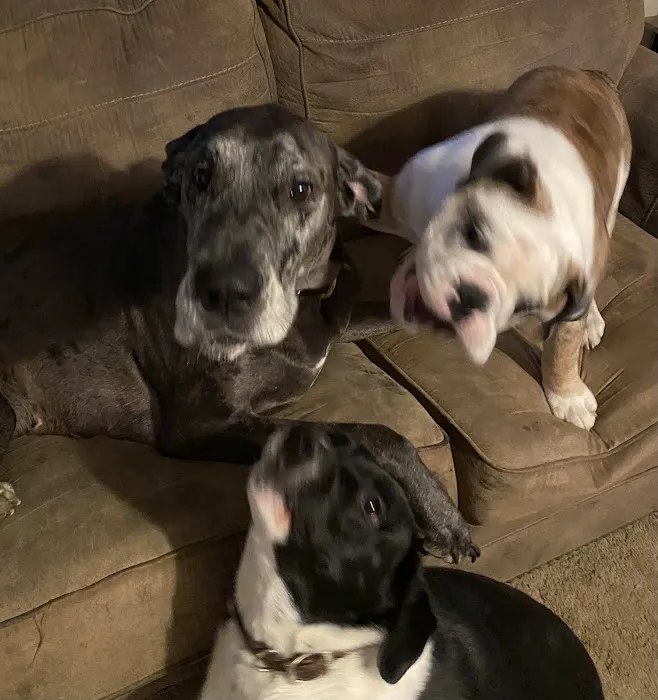 Animal Clinic of S.E. Kansas Picture 3