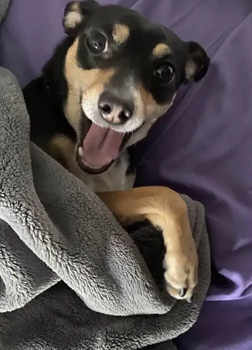 Animal Clinic of S.E. Kansas Picture 2