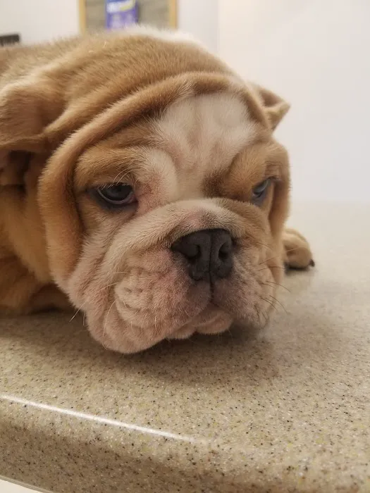 Animal Clinic of S.E. Kansas Picture 10