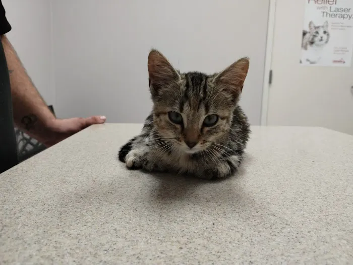 Animal Clinic of S.E. Kansas Picture 8