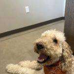 All Pets Animal Hospital (Rogers)