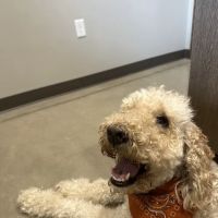 All Pets Animal Hospital (Rogers) ico