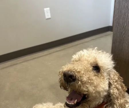 All Pets Animal Hospital (Rogers)