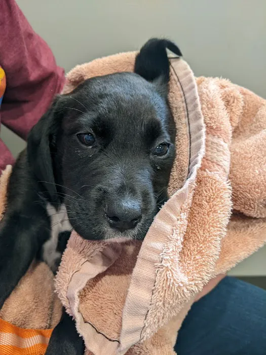 All Pets Animal Hospital (Rogers) Picture 2