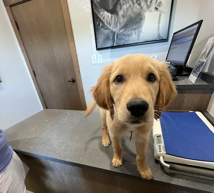 All Pets Animal Hospital (Rogers) Picture 4