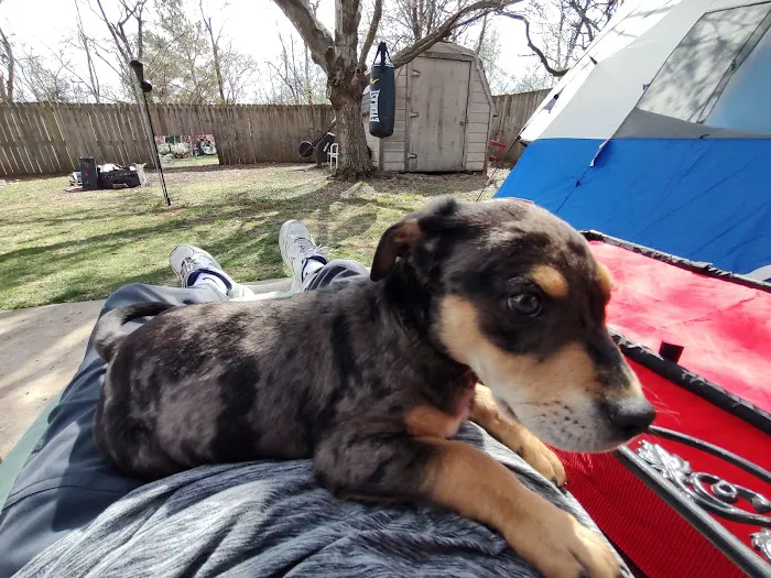 All Pets Animal Hospital (Rogers) Picture 7