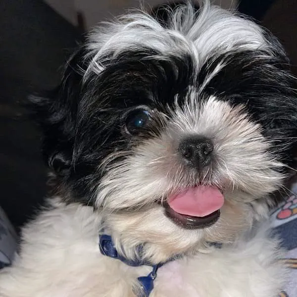 New Hope Animal Hospital Picture 7