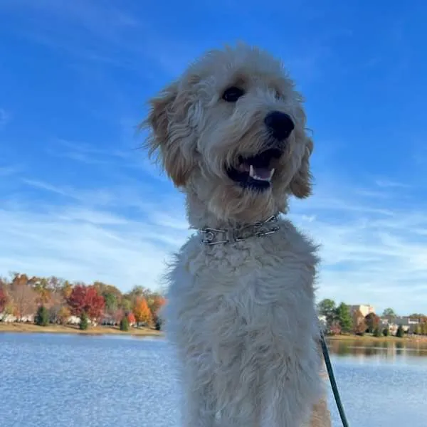 New Hope Animal Hospital Picture 8