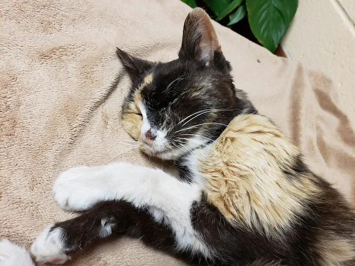 Prairie Creek Veterinary Hospital Picture 3