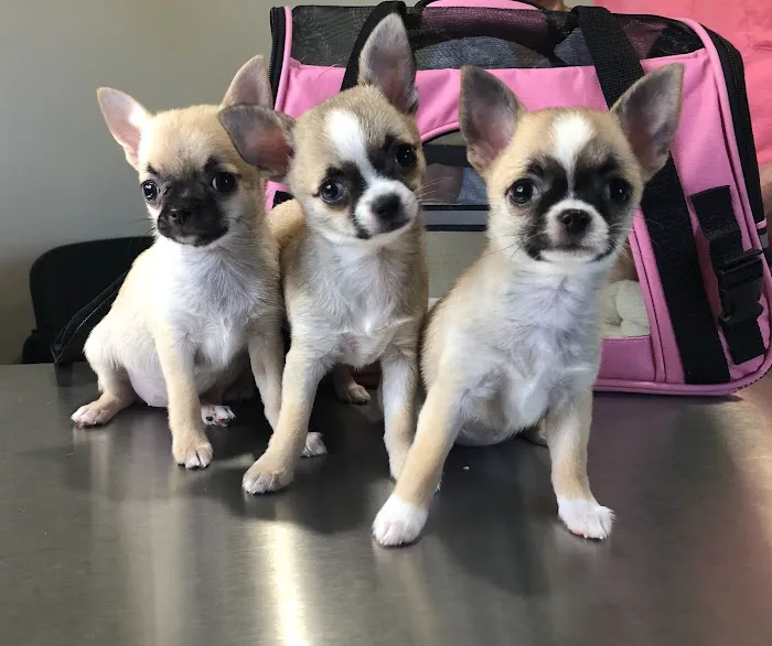 FORTY32 Animal Hospital and Surgery Center Picture 1