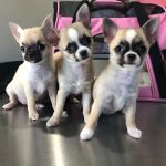 FORTY32 Animal Hospital and Surgery Center