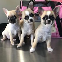 FORTY32 Animal Hospital and Surgery Center ico