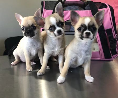 FORTY32 Animal Hospital and Surgery Center