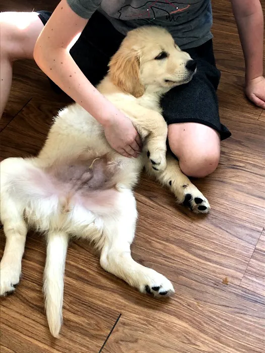 FORTY32 Animal Hospital and Surgery Center Picture 4