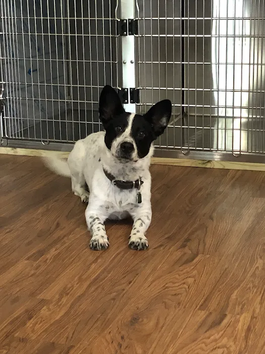 FORTY32 Animal Hospital and Surgery Center Picture 8