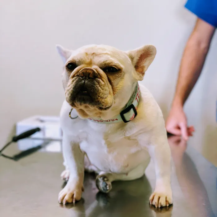 FORTY32 Animal Hospital and Surgery Center Picture 10