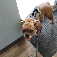 Pets First Hospital ico