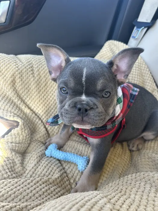 Pets First Hospital Picture 9