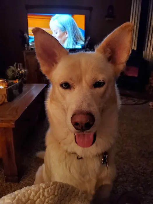 Pets First Hospital Picture 5