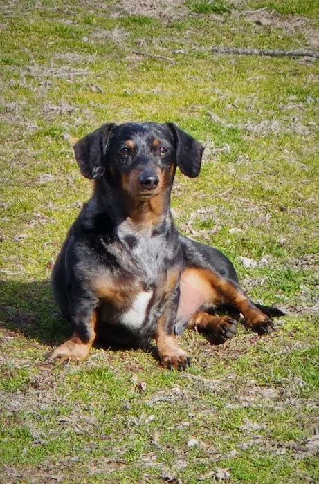 Kemp Veterinary Hospital Picture 2