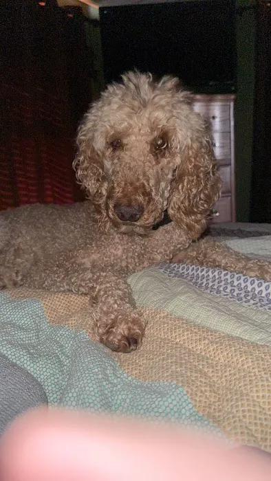 Kemp Veterinary Hospital Picture 1