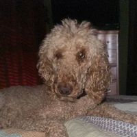 Kemp Veterinary Hospital ico