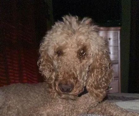 Kemp Veterinary Hospital