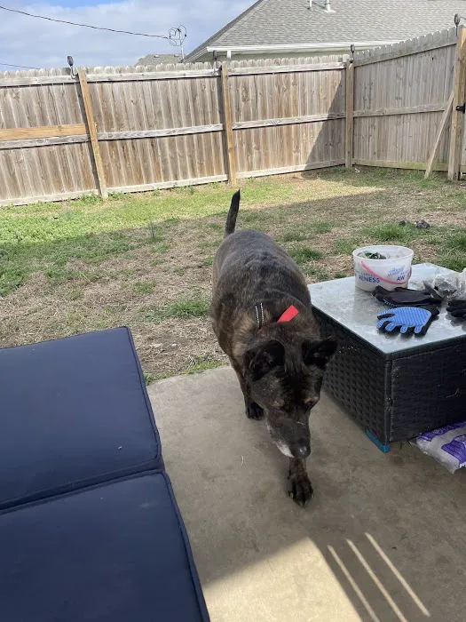 Kemp Veterinary Hospital Picture 4