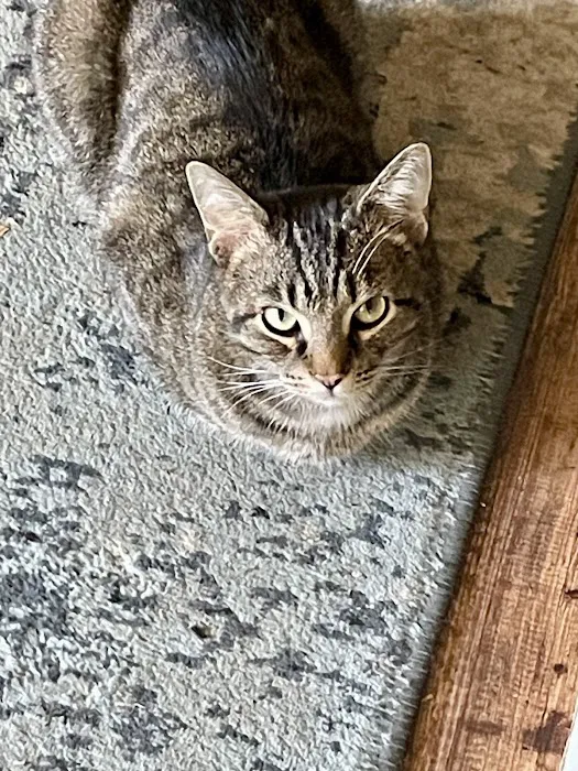 Kemp Veterinary Hospital Picture 3