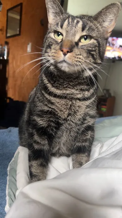 Baxter Springs Animal Hospital Picture 1