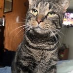 Baxter Springs Animal Hospital