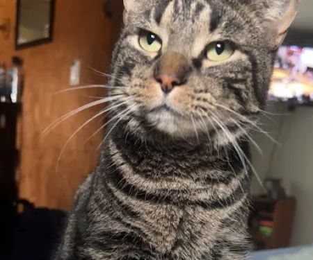 Baxter Springs Animal Hospital