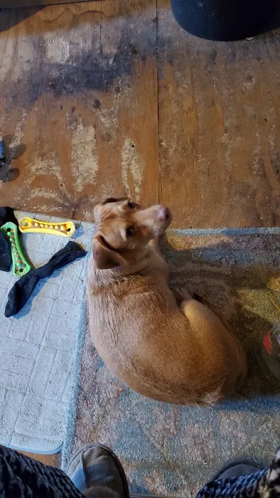 Animal Medical Clinic: Wolf Gary L DVM Picture 1