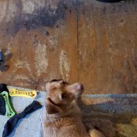 Animal Medical Clinic: Wolf Gary L DVM ico