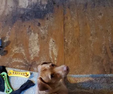 Animal Medical Clinic: Wolf Gary L DVM