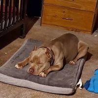 Renee Hammer DVM ico