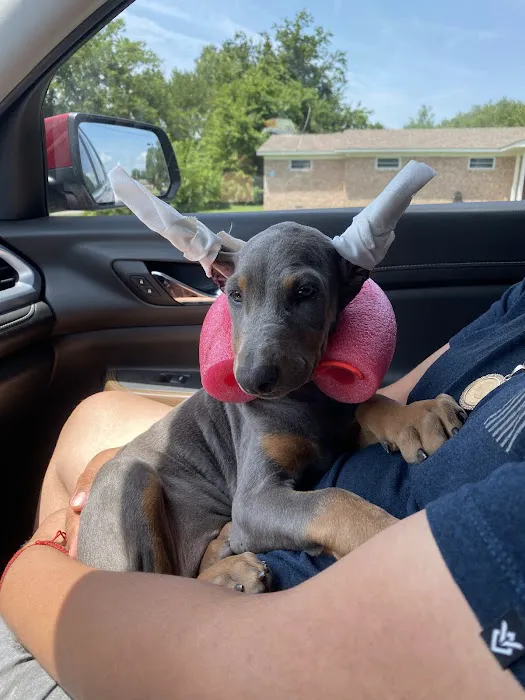 Renee Hammer DVM Picture 4