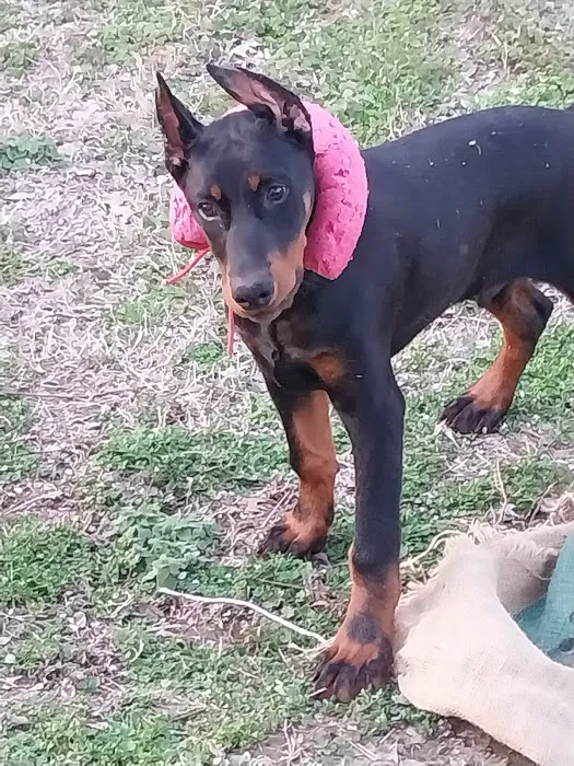 Renee Hammer DVM Picture 3