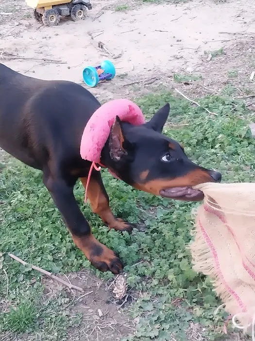 Renee Hammer DVM Picture 5