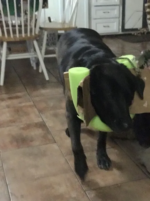 Renee Hammer DVM Picture 8