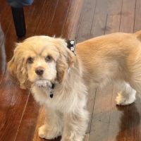 Pryor Veterinary Hospital ico