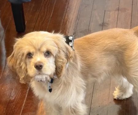 Pryor Veterinary Hospital