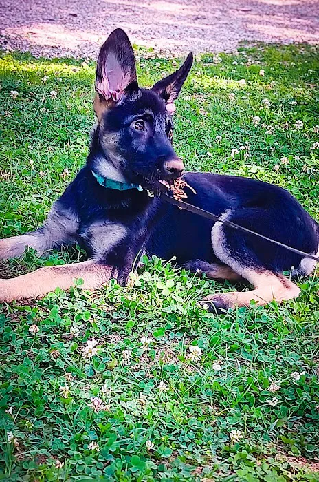 Pryor Veterinary Hospital Picture 2