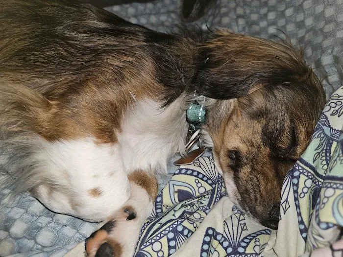 Pryor Veterinary Hospital Picture 4