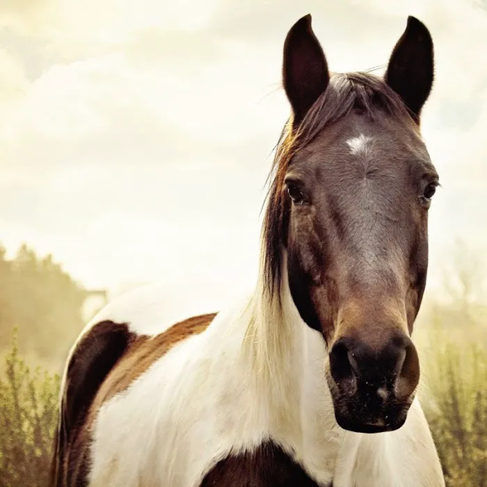 Pryor Veterinary Hospital Picture 9